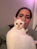 Parmesan, red point siamees katertje 5 maanden, Dieren en Toebehoren, Katten en Kittens | Raskatten | Korthaar, Kater, Gechipt