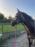 Knappe grote schimmel merrie te lease!, Dieren en Toebehoren, Stalling en Weidegang, Opfok