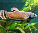 Wilde betta Macrostoma f1, Vis, Zoetwatervis