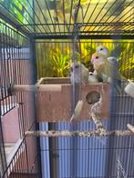 Agapornis, Dieren en Toebehoren, Dwergpapegaai of Agapornis