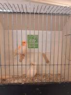 Koppel kanaries wit ivoor roodmozaiek, Dieren en Toebehoren, Vogels | Kanaries, Meerdere dieren, Kleurkanarie
