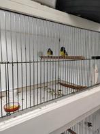 Vogels, Dieren en Toebehoren, Meerdere dieren