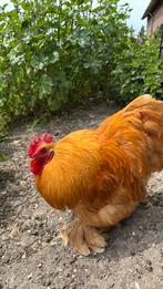 Broedeieren Cochin kriel buff, Dieren en Toebehoren, Pluimvee, Geslacht onbekend, Kip