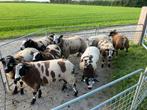 Te koop gevraagd bonte ooilammeren, Dieren en Toebehoren, Schapen, Geiten en Varkens, Meerdere dieren, Schaap