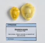 Schelpen: Cypraea moneta 22-27,5mm - Australië - Set van 2, Ophalen of Verzenden, Schelp(en)