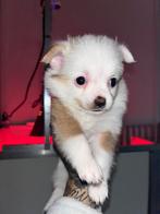 Pomchi/chihuahua pups te koop, mogen meteen mee!, Dieren en Toebehoren, Parvo, 8 tot 15 weken, Meerdere, Meerdere dieren