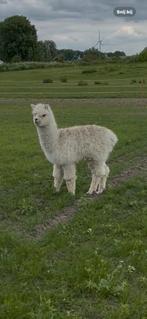 Alpaca hengstje te koop!, Dieren en Toebehoren, Mannelijk