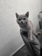 Britse korthaar kittens, Dieren en Toebehoren, Kater, Ontwormd