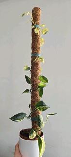 Scindapsus Jade satin variegata stekjes, Ophalen of Verzenden