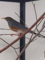 2-1 Grijskap lijsters, Dieren en Toebehoren, Vogels | Overige Vogels, Meerdere dieren, Tropenvogel, Geringd