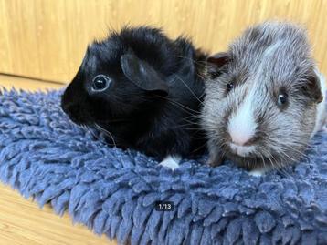 Cavia broers beer 6 weken beschikbaar voor biedingen