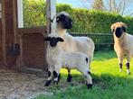 Walliser Schwartznase ooi lam, Dieren en Toebehoren, Schapen, Geiten en Varkens