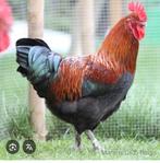 Te koop mooie maranse haan, Dieren en Toebehoren, Pluimvee, Mannelijk, Kip