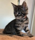 Maine Coon kitten poesje, Dieren en Toebehoren, Katten en Kittens | Raskatten | Langhaar, Poes, 0 tot 2 jaar