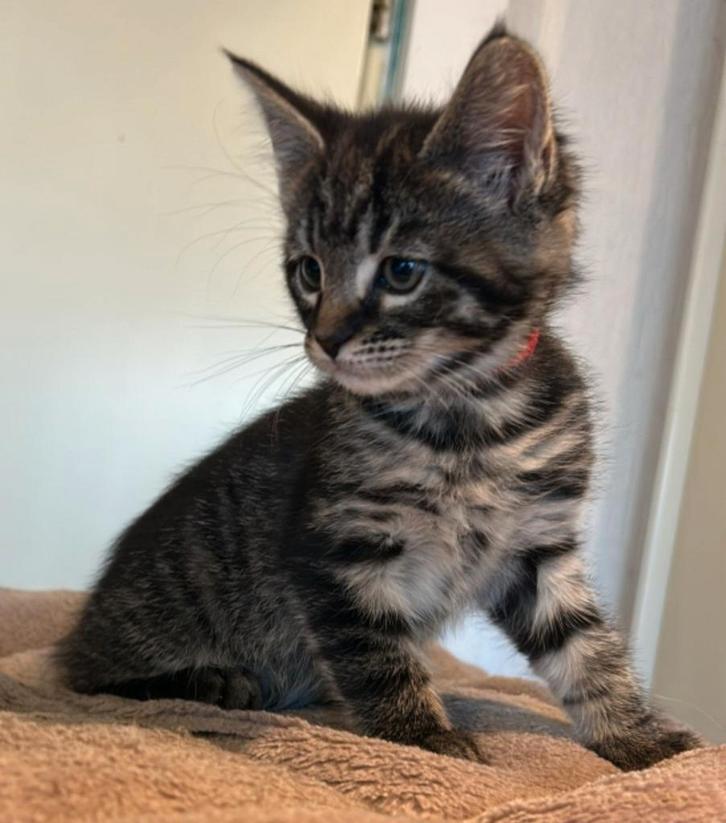 Maine Coon kitten poesje, Dieren en Toebehoren, Katten en Kittens | Raskatten | Langhaar, Poes, 0 tot 2 jaar