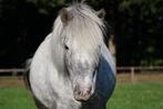 Leaser gezocht shetlander merrie, Dieren en Toebehoren, Paarden en Pony's | Overige Paardenspullen, Ophalen, Overige soorten
