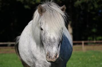 Leaser gezocht shetlander merrie beschikbaar voor biedingen