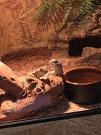 Vlinderagamen, Dieren en Toebehoren, Reptielen en Amfibieën, 0 tot 2 jaar