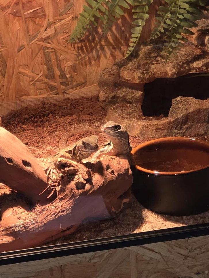 Vlinderagamen, Dieren en Toebehoren, Reptielen en Amfibieën, 0 tot 2 jaar