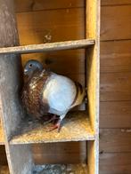 Valenciane kropper doffer, Dieren en Toebehoren, Vogels | Duiven, Mannelijk, Kropper