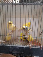 Geel bonte kanaries, Dieren en Toebehoren, Meerdere dieren, Kleurkanarie