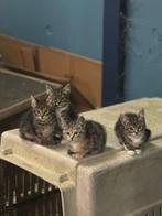 4 katjes, Dieren en Toebehoren, Katten-accessoires, Ophalen, Nieuw