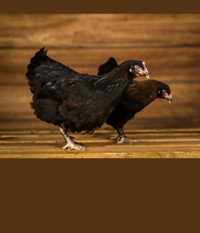 Jonge koper zwarte marans hennen te koop, Dieren en Toebehoren, Pluimvee, Kip, Vrouwelijk