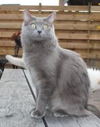 Ragdoll cinnamon (drager) kittens verwacht met stamboom, Meerdere dieren, Met stamboom