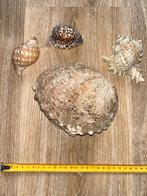 schelpen (zeeoor, stekelhoren, tijgerkauri, valutaschelp), Ophalen of Verzenden, Schelp(en)