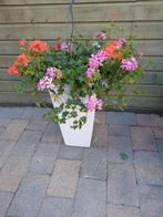 Mooie gevulde bloempot, Ophalen, Minder dan 30 cm, Minder dan 60 cm, Rond
