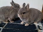 Kleur Dwerg konijnen te koop, Dieren en Toebehoren, Vrouwelijk, Dwerg