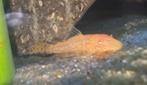 Albino baby algeneters, Overige typen, Zoetwatervis