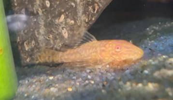 Albino baby algeneters beschikbaar voor biedingen