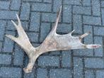 Eland gewei 70cm, Verzamelen, Ophalen of Verzenden, Zo goed als nieuw, Hert, Gewei of Kop