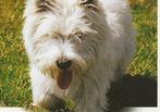 kaart West Highland White Terrier, Ophalen of Verzenden, 1980 tot heden, Ongelopen, Hond of Kat