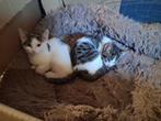 Kittens 3 poesjes, Poes, Ontwormd, 0 tot 2 jaar