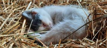Lieve kitten beschikbaar voor biedingen
