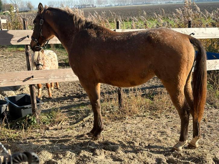 Leuke 2 jarige appaloosa merrie, Dieren en Toebehoren, Paarden, Merrie, Minder dan 160 cm, 3 tot 6 jaar, Recreatiepaard, Ingeënt