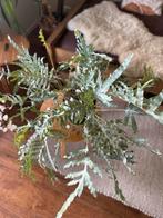 Blauwvaren (Phlebodium aureum 'Blue Star'), Ophalen, Halfschaduw, Minder dan 100 cm