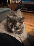 Gratis af te halen gesteriliseerde poes, Dieren en Toebehoren, Katten en Kittens | Overige Katten, Poes