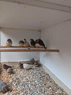 Meerdere zebravinken, mannen en poppen, Meerdere dieren, Tropenvogel