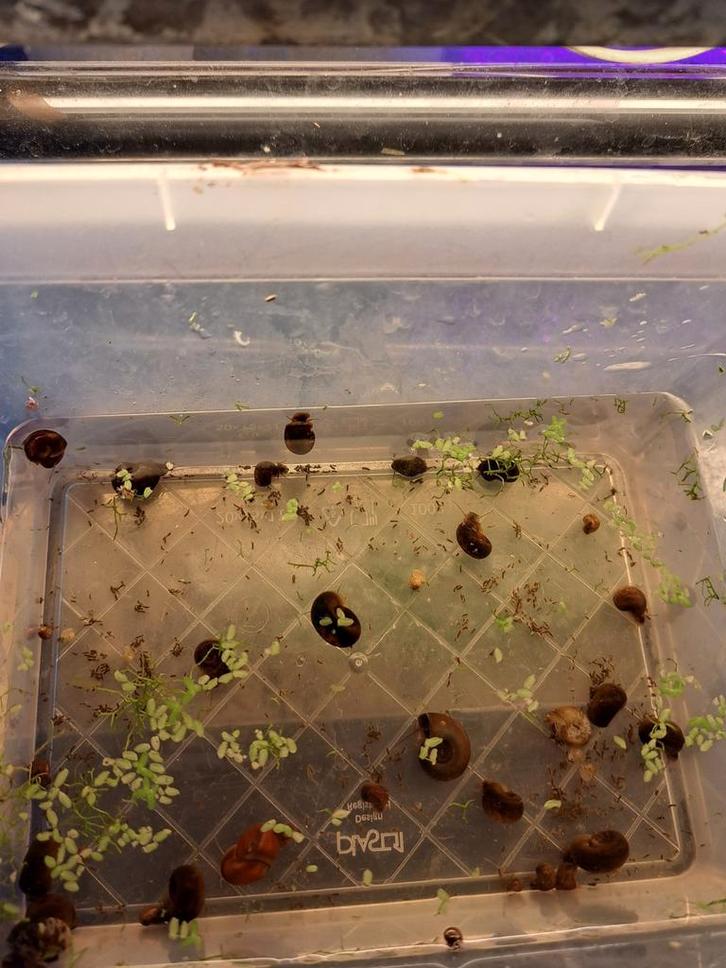Posthoornslakken, Dieren en Toebehoren, Vissen | Aquariumvissen, Vis