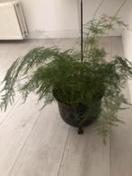 Mooie Asparagus Setaceus in pot, Huis en Inrichting, 100 tot 150 cm, Overige soorten, In pot, Groene kamerplant
