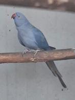 Halsbandparkiet violet pop, Vrouwelijk, Parkiet