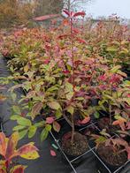 Photinia red Robin- Glansmispel 5 ltr pot, Tuin en Terras, Ophalen, Overige soorten, Struik, Minder dan 100 cm
