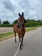 Lieve merrie te koop, Dieren en Toebehoren, Pony's, Zadelmak, 7 tot 10 jaar, Merrie, E pony (1.48m - 1.57m)