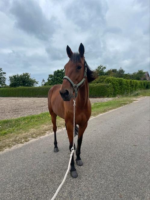 Lieve draver merrie te koop, Dieren en Toebehoren, Pony's, Merrie, Zadelmak, E pony (1.48m - 1.57m), Recreatiepony, 7 tot 10 jaar