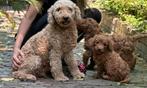 middenslag poedel & dwerg poedel pups 1250€, Dieren en Toebehoren, Poedel, Nederland, 8 tot 15 weken, CDV (hondenziekte)
