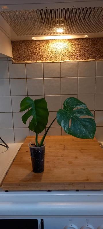 Monstera Variegata kopstek beschikbaar voor biedingen