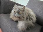 Britse langhaar, Dieren en Toebehoren, Katten en Kittens | Raskatten | Langhaar, Kater, Gechipt